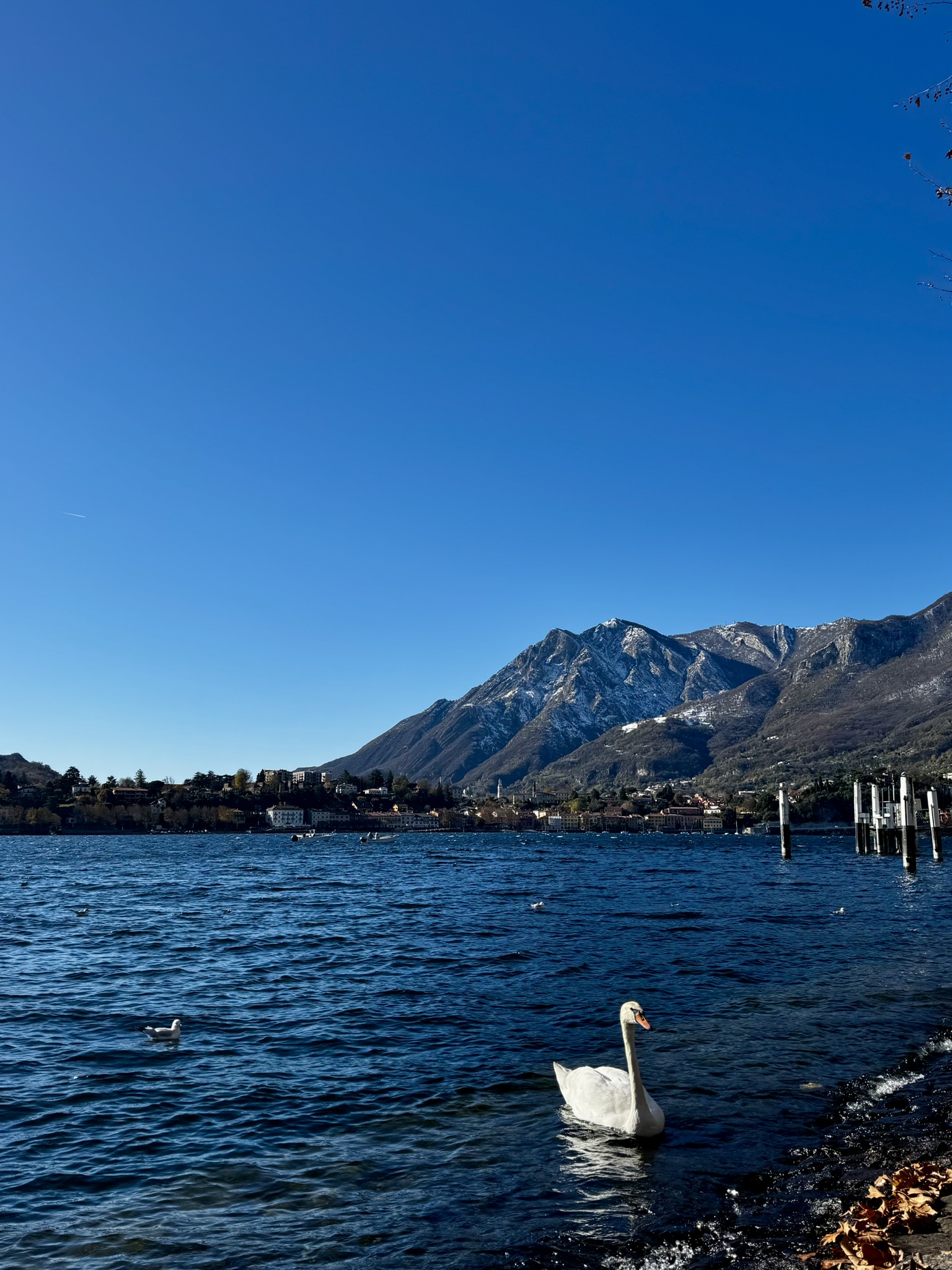 A swan swims around in the blue waters of a lake. In the background, snow-capped mountains and a blue sky.